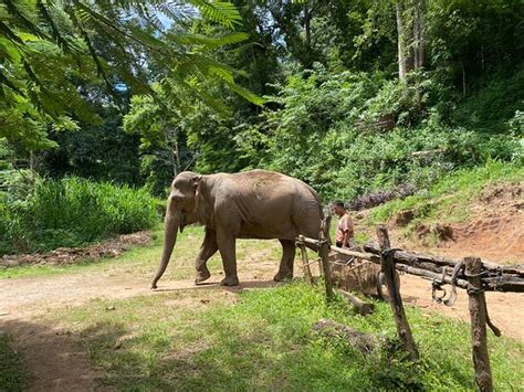 Jungle Trekking Chiang Mai All You Need To Know Before You Go