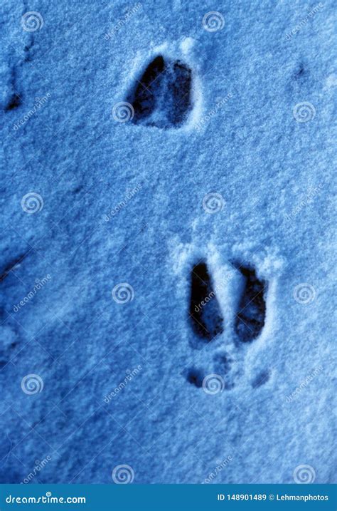 Deer Tracks in Winter Snow stock image. Image of frosted - 148901489