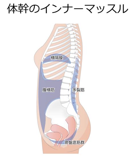 カラダの軸を作るためのインナーマッスル ～効果的なトレーニング～ ぜんしん整形外科 スタッフブログ