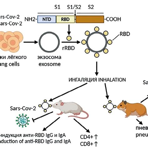 Schematic Representation Of Hepatitis C Virus Transmission Through