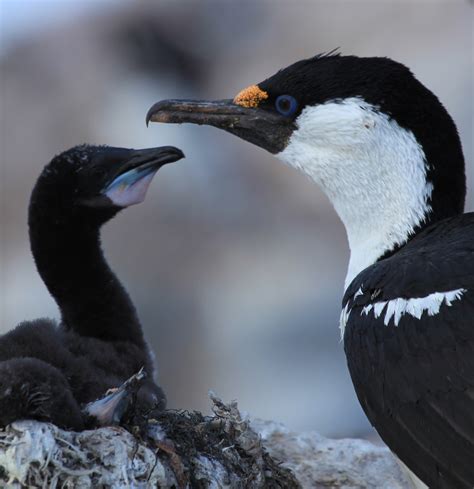 Antarctic shag - Encyclopedia Westarctica