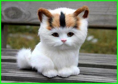 gambar lucu imut cantik