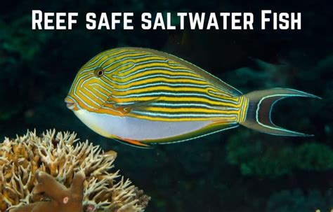 Reef Safe Saltwater Fish Guide - Salt Tank Report