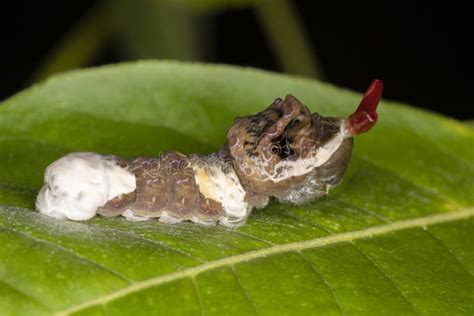 A Giant Swallowtail Butterfly Larva Papilio Cresphontes Mimics Both A