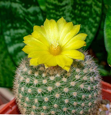 Cactus with Yellow Flowers – Spike & Bloom