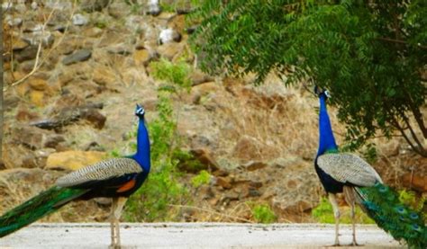 Peacock Festival At Morachi Chincholi