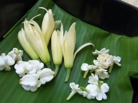 Cambodia National Flower