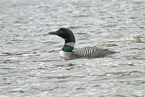 Alaska Birding Tours Alaska Birdwatching Tours Birdquest