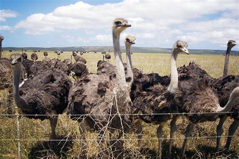 Ostrich - Animal Facts for Kids - Characteristics & Pictures