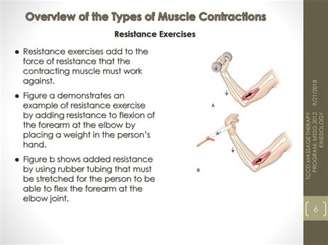 Different Types Of Muscle Contractions Explained Cohen Has Cervantes