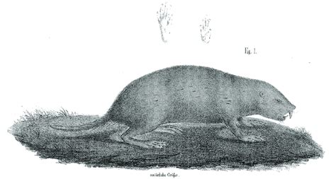 Artist S Conception Of A Naked Mole Rat Covered In Hair Included In The