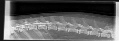 Spinal Xray Myelogram Specialist Veterinary Spine X Ray Greenmount