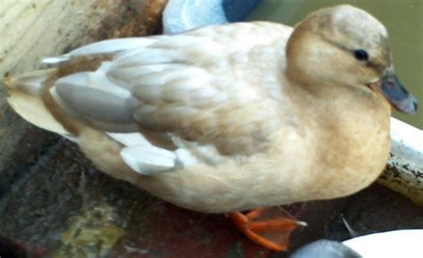 Call Duck | Ducks | Breed Information | Omlet