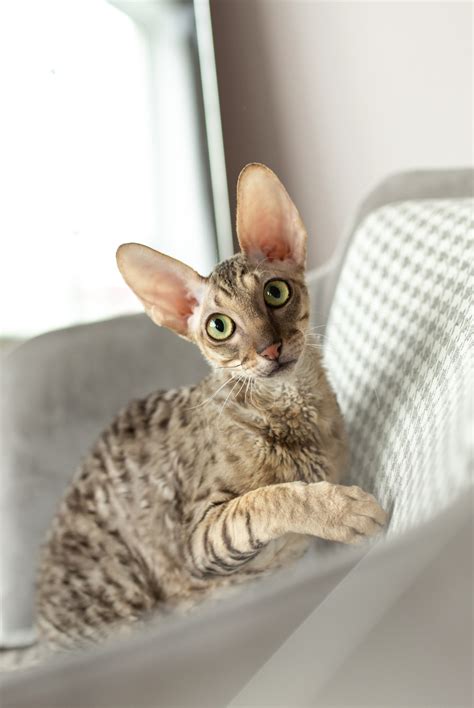 The most playful cat breeds around