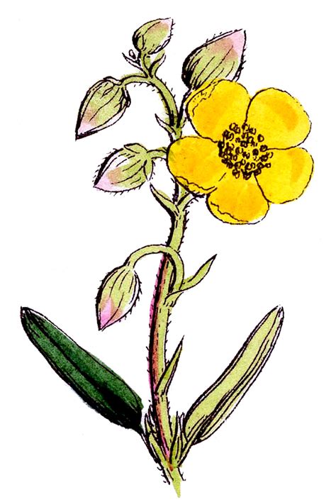 Wildflowers clipart 19 free Cliparts | Download images on Clipground 2025