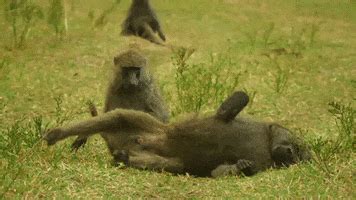 Baboon GIFs - Find & Share on GIPHY