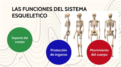 Las Funciones Del Sistema Esqueletico By Felipe Guzman On Prezi