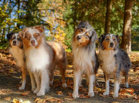 Aussies by Monroe Photography