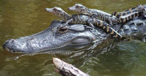 Alligator Mating Season: When Do They Breed? - A-Z Animals