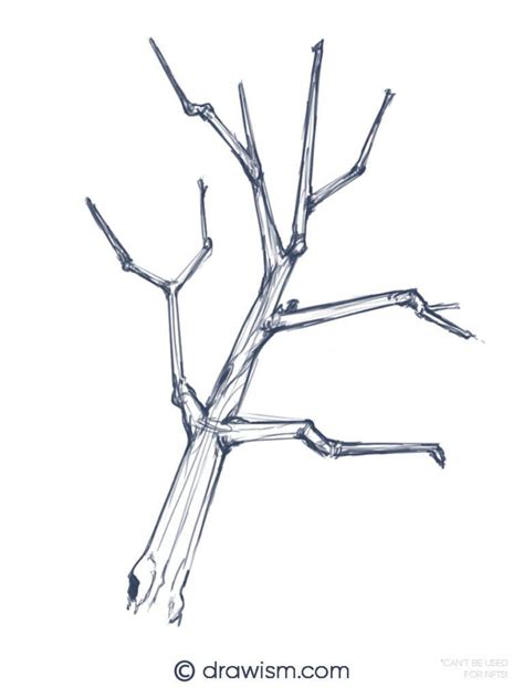 start drawing  tree branch freehand simple
