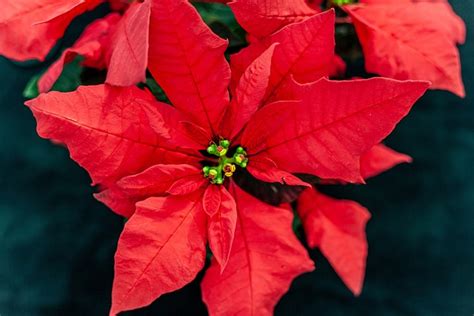 Poinsettia Pink Christmas - Free photo on Pixabay - Pixabay