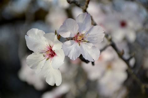 Details of Almond Tree Flowers Stock Image - Image of abstract ...