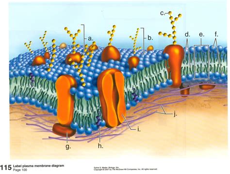 Labeled Diagram Of Plasma Membrane