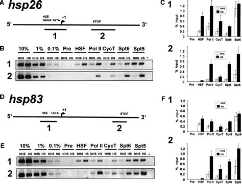 High Resolution Localization Of Drosophila Spt And Spt At Heat Shock