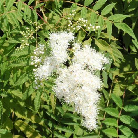 Рябинник рябинолистный "Sorbifolia"