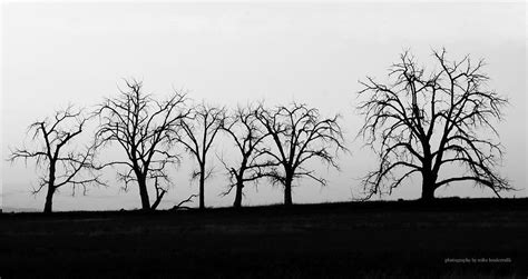 BW Row Naked Trees V Photograph By Mike Loudermilk Fine Art America