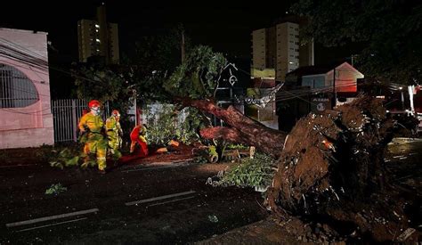 VEJA VÍDEO Chuva derruba árvore gigante sobre casa em Rio Preto