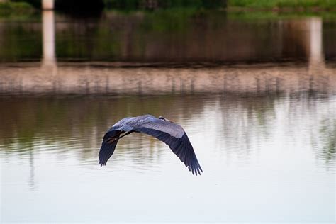 Heron Blue Wildlife - Free photo on Pixabay - Pixabay