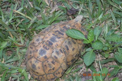 Eastern Hinged Back Tortoise From Zanzibar On April At