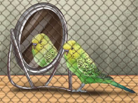 3 Ways to Play With Your Parakeet - wikiHow