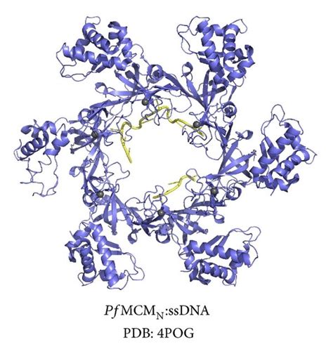 Features Of Dna Binding In Mcm Hexamers A The Cocrystal Structure Of