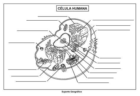 Celula Para Colorir - Desenho De Célula Para Colorir - REVOEDUCA