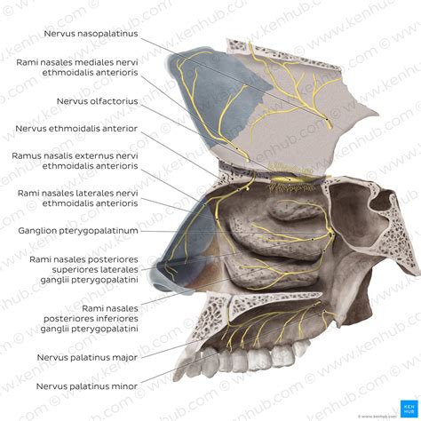 Nervus Ethmoidalis Anterior Anatomie Und Funktion Kenhub