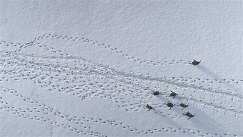 Flying over the snow and ice of Antarctica image - Free stock photo ...