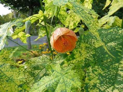 botanische-spaziergaenge.at • Thema anzeigen - Abutilon-Hybriden ...