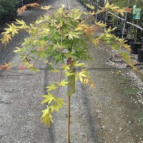 Acer Palmatum Cascade Gold Erable Du Japon Pleureur Au Feuillage Jaune Orangé