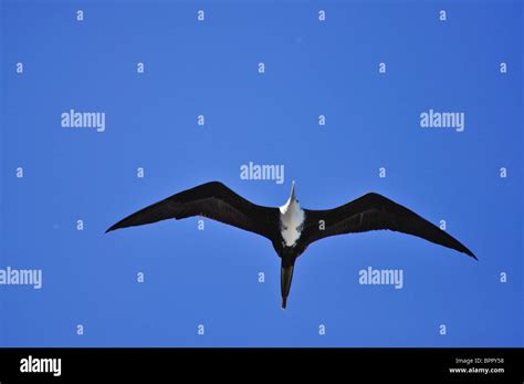 Adult Female Magnificent Frigatebird Fregata Magnificens Soaring