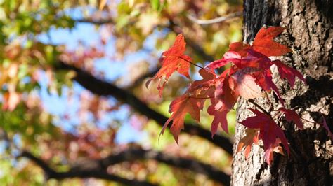 【葛飾区】一足先に紅葉が見られる！水元公園の「モミジバフウ」並木がだんだん赤くなってきました（asa24） エキスパート Yahooニュース