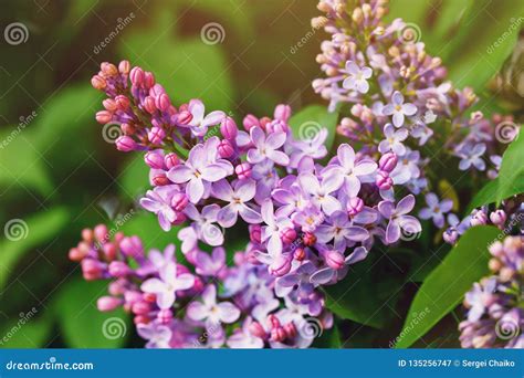 Branch Of Blooming Lilac Closeup Stock Image Image Of Green Closeup