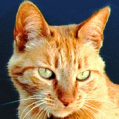 Koreanischer Sex XHamster