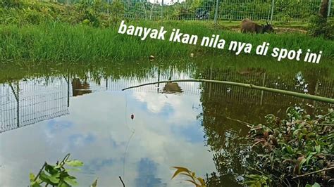 Umpan Baru Turun Langsung Kena Sambar Mancing Nila Liar Youtube