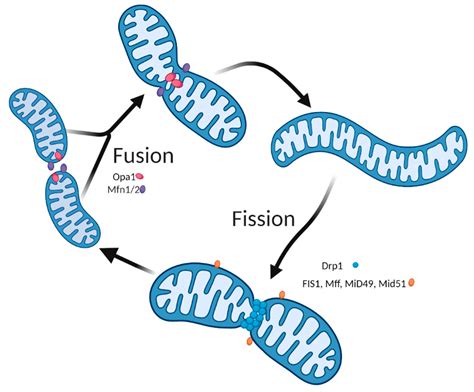 Ijms Free Full Text Mitochondrial Dynamics And Mitophagy In