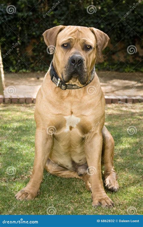 Male Boerboel Dog Sitting Down Stock Photo Image Of Canine Attentive