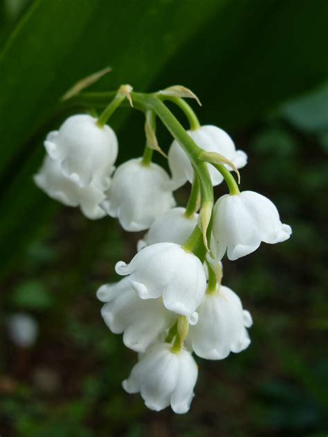 tube muguet - Page 4