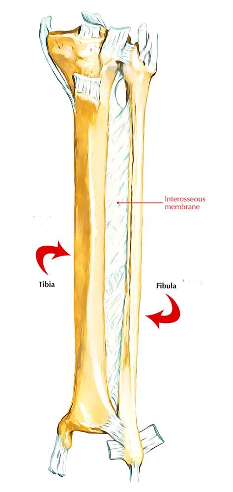 Interosseous Membrane of Leg – Earth's Lab