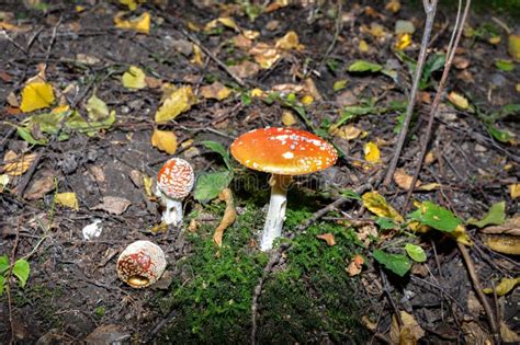 Red Toad Stools Actual Name Fly Agaric Amanita Muscaria Stock Image